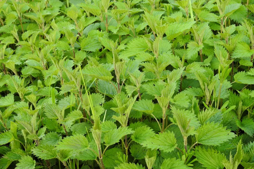 onkruid bruno glatsch pixabay