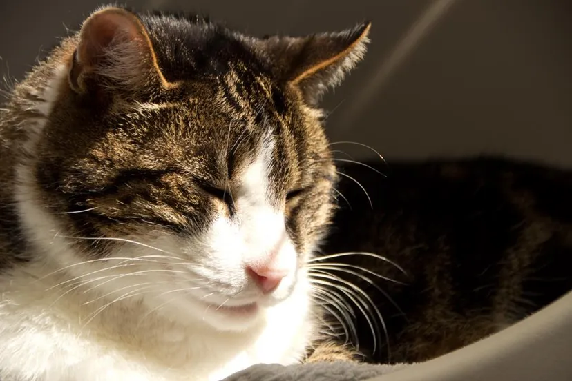 samuel dier van de weeek jolanda meier