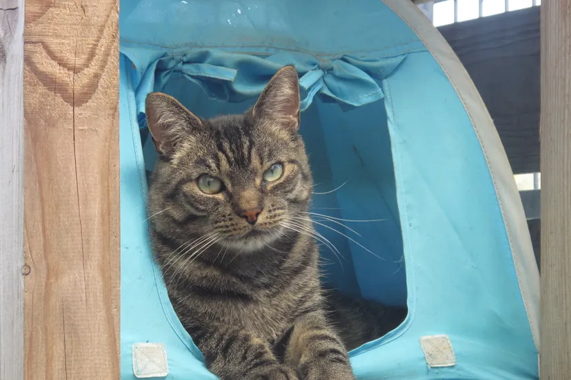 siep joyce van oevelen