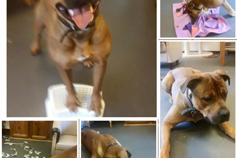 spelende honden dierentehuis kennemerland jolanda meier