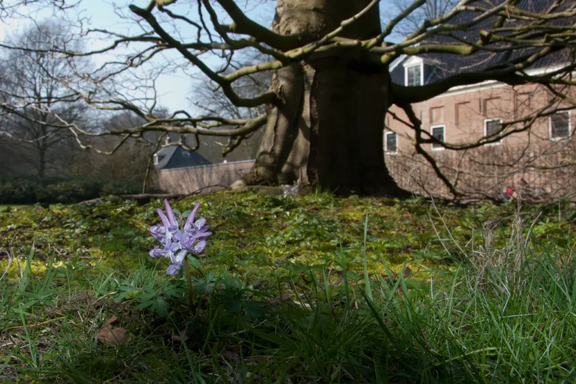 stinsenwandeling img 5308 elswout