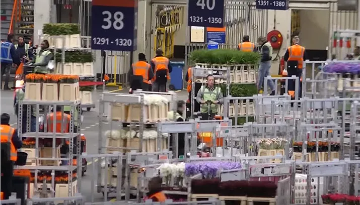 veiling 1 715x408 rtv noord holland