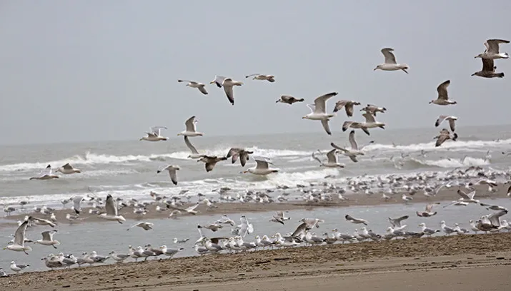 wim meijer fotografie meeuwen aan de kust 5i5a0281 715x408