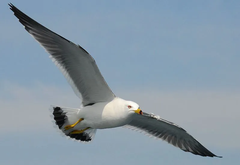 zwart staart meeuw wikimedia bamse cc by sa 30