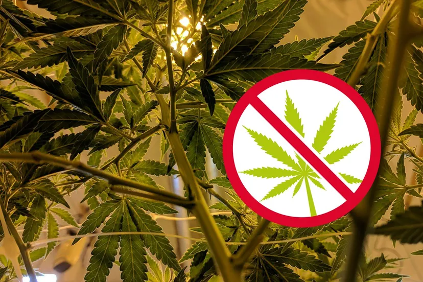 drew taylor 7yty0m7xnyu unsplash kopieren