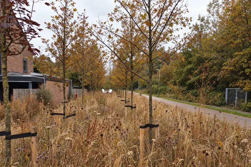 Late herfst in een droog weiland