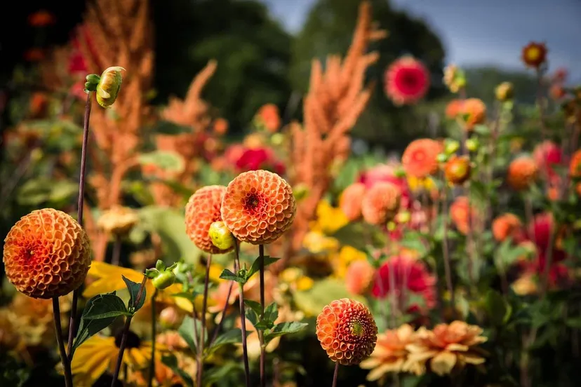 dahlia michael kauer via pixabay