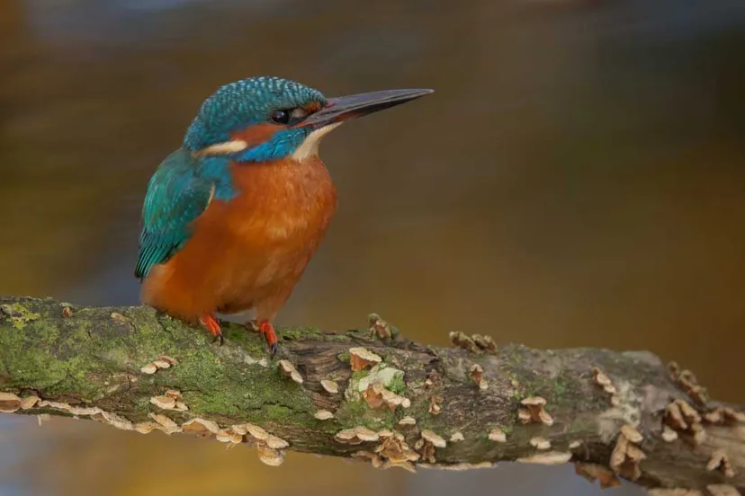 ijsvogel staatsbosbeheer