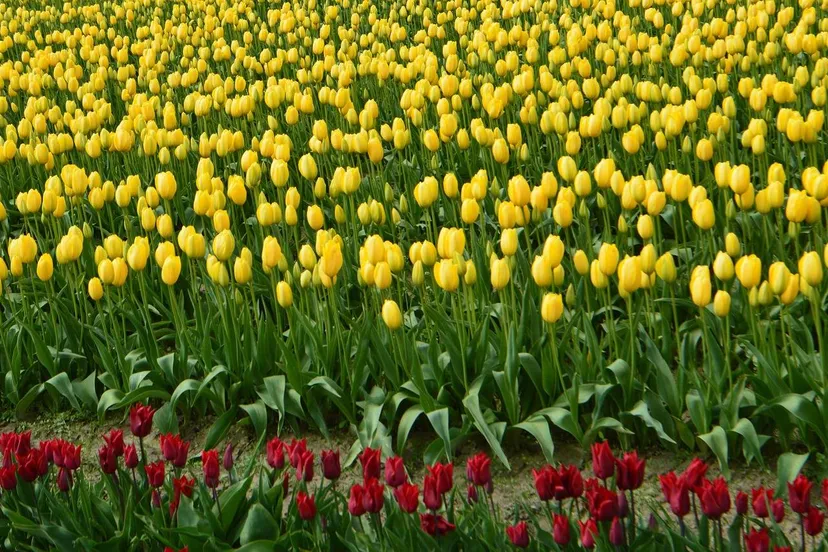 tulpen tobias ayala via pixabay