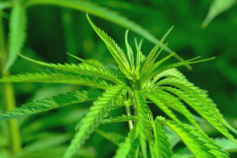 cannabis sativa nicky via pixabay
