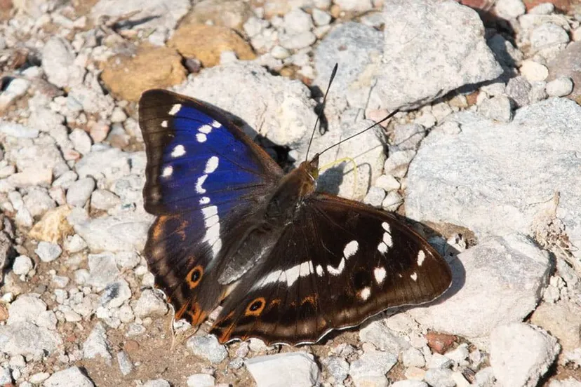 grote weerschijnvlinder staatsbosbeheer