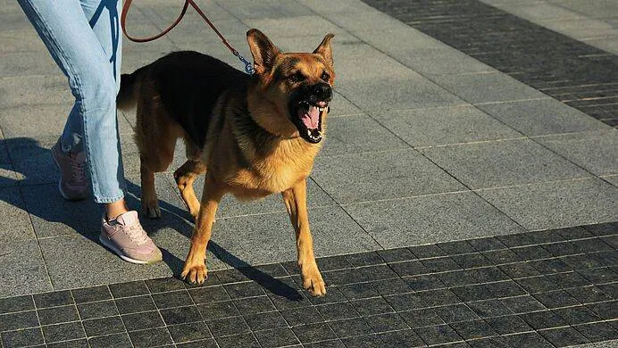 Agressieve hond (© Gem Zeewolde)