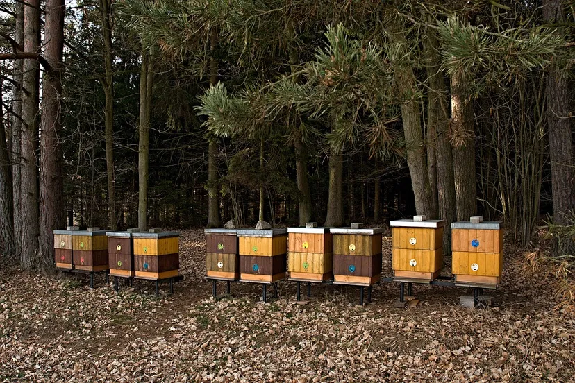 apiary 1190661 960 720