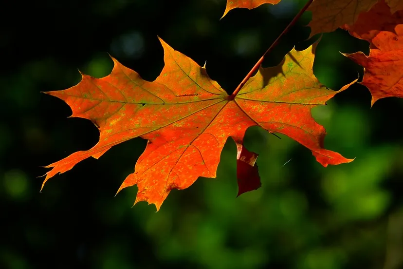 autumn 196566 960 720