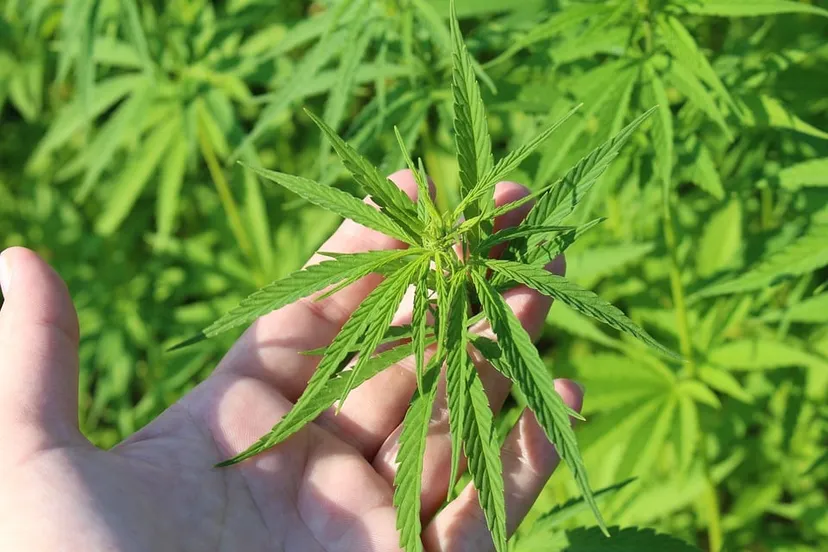 hemp plant 3661210 960 720