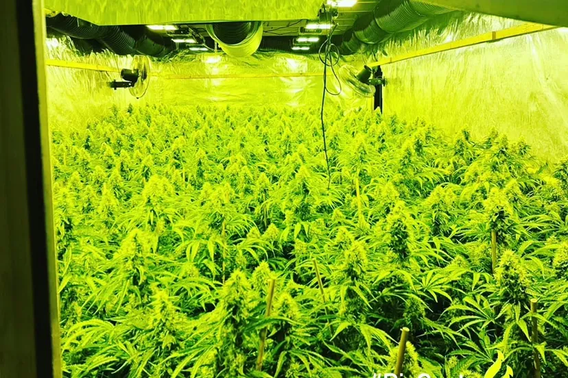 hennep 347596841 6234221363358910 1892698227506162772 n