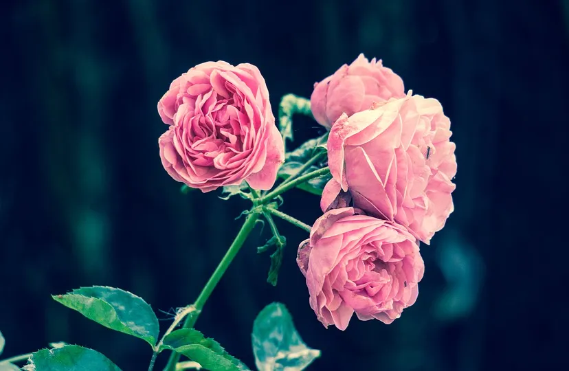 pink roses 2533389 960 720