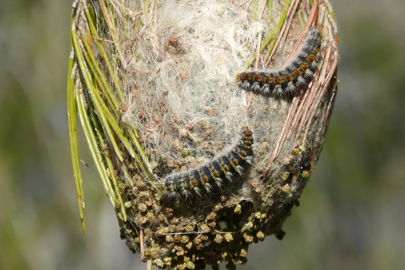 processionary 3196219 960 720