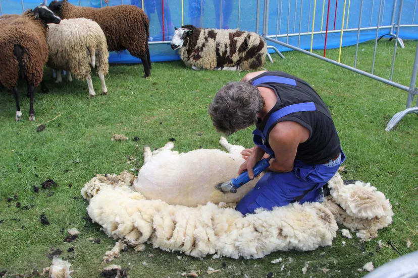 scheerdertjedef img 4382