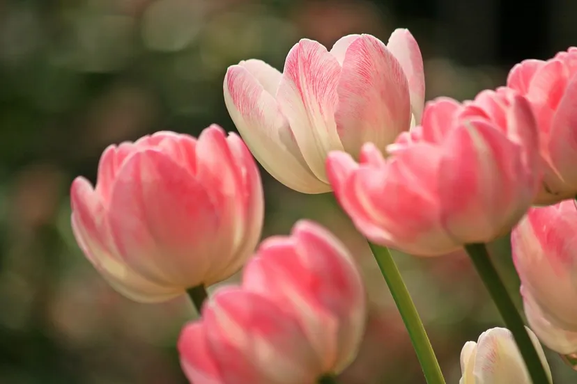 tulips 1134103 960 720