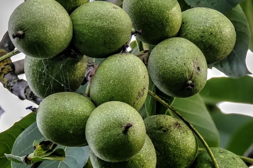 walnut tree 2361063 960 720