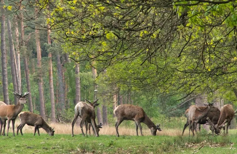 forest 5149543 960 720