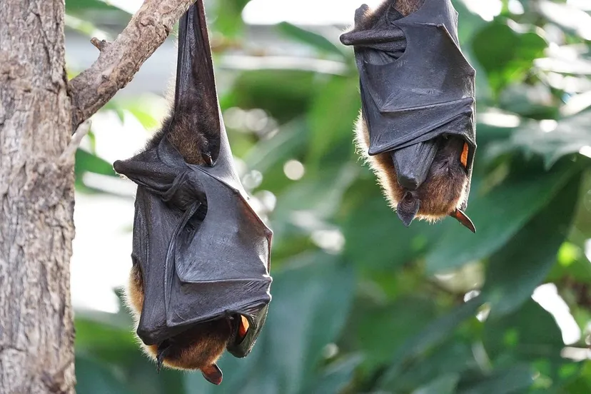 flying-foxes-2237209_1280