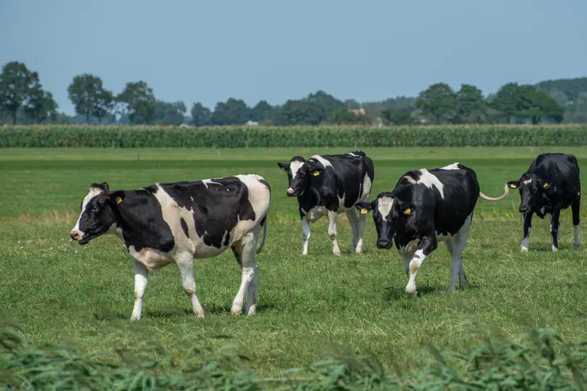 kobus-van-leer-young-cows Pixabay-4365354