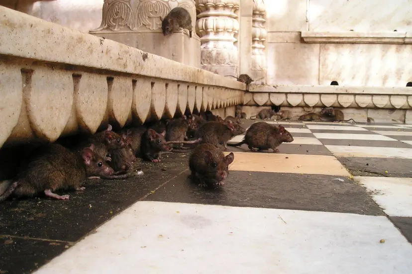 simon-india-359_1920