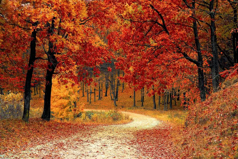 bladerenvaliphotos-road-1072821_1920