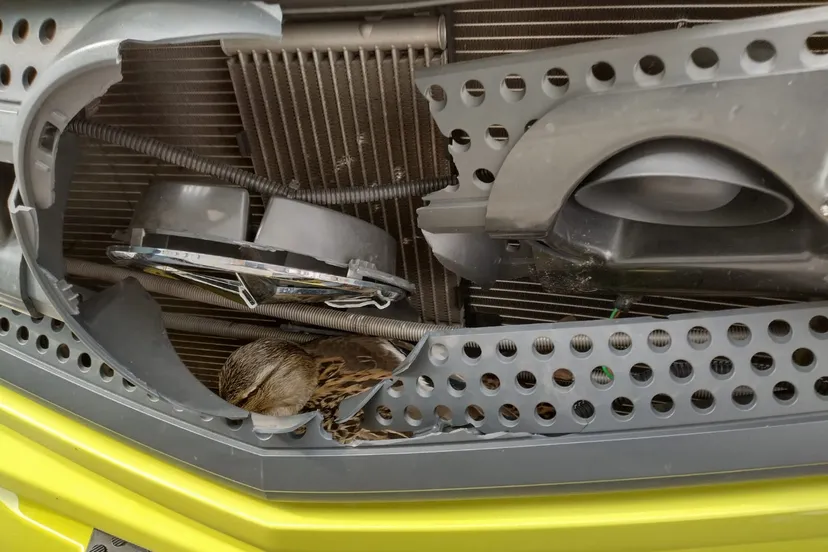 2022 03 eend in ambulance 1