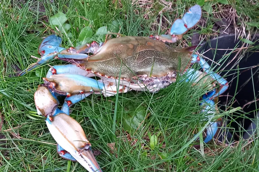 2023 blauwe zwemkrab 1