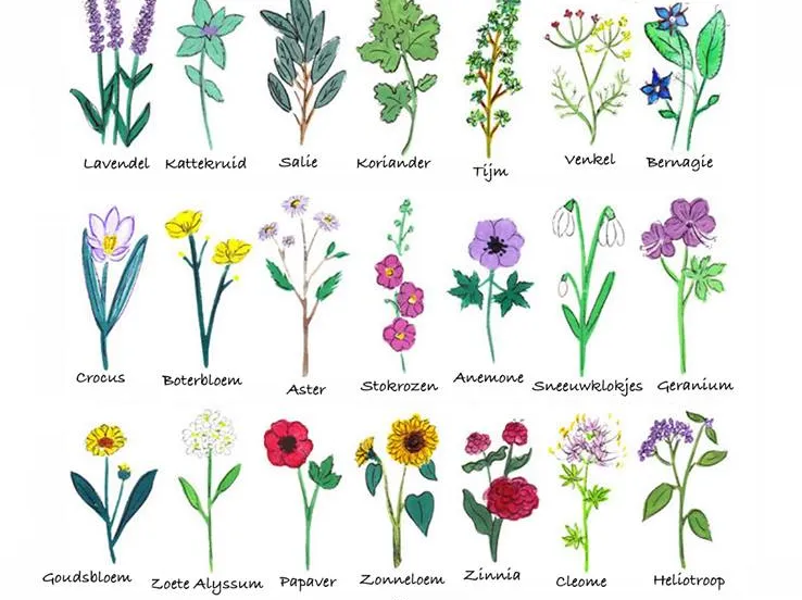 52980423 2266679630240961 4099056679235092480 n