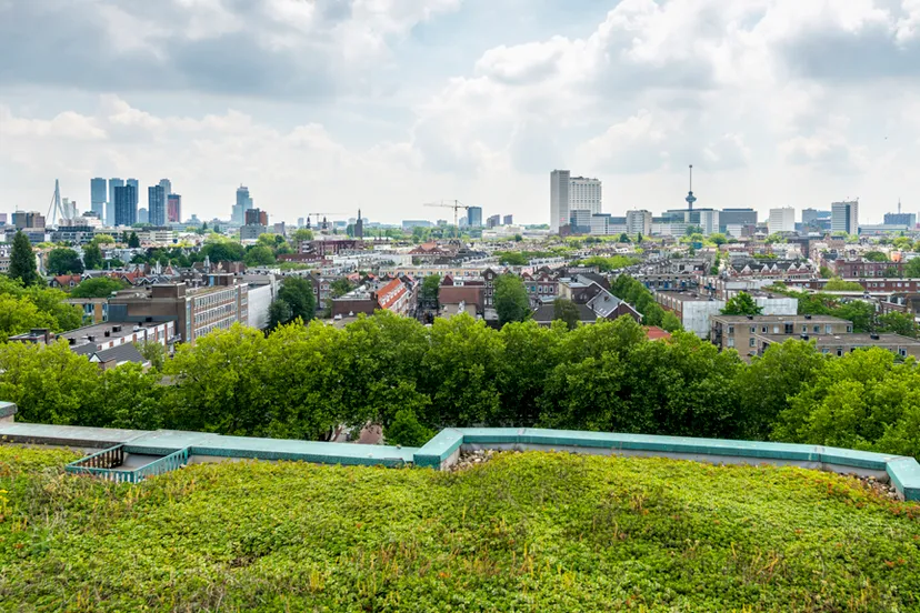 groen dak rotterdam
