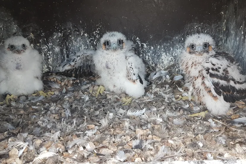 jongen door martin mollet