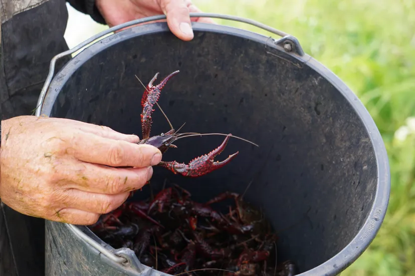 kreeftenvisser emmer