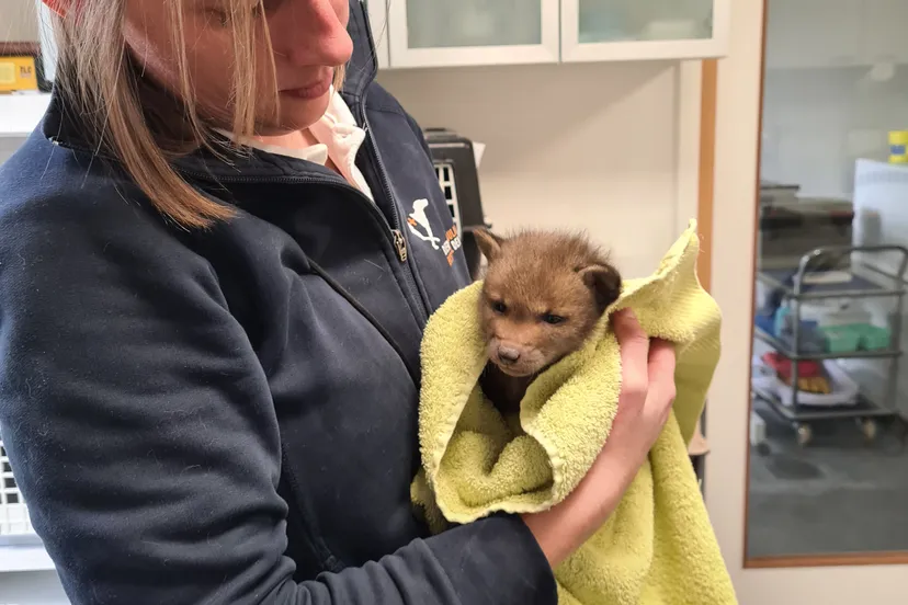 2024 3 babyvos john cherinda 4