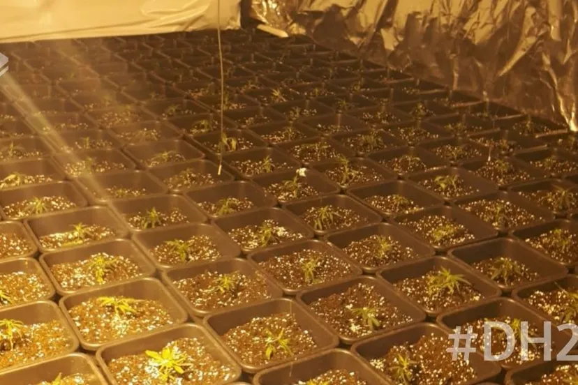 26240559 2194655307428538 2138106359456441159 o