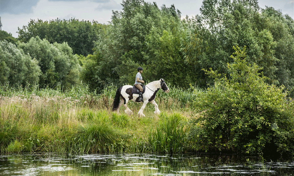 afbeelding vrouw op paard langs waterkant