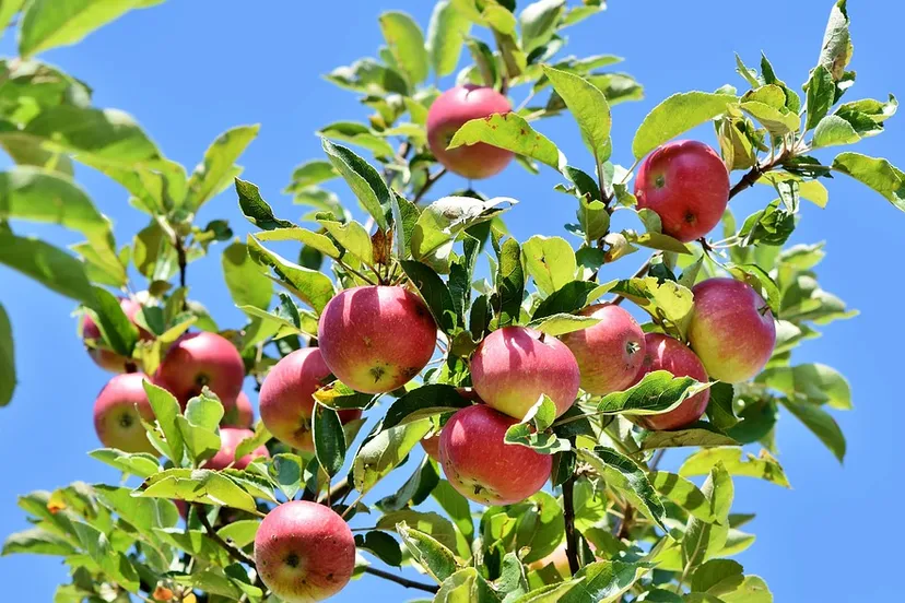 apple 3535566 960 720