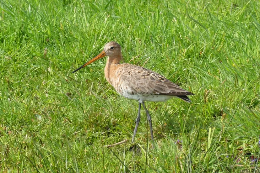 black tailed godwit 4115605 1280