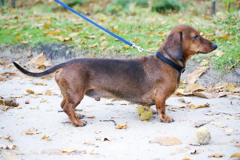 dachshund g1c0eb7a4e 1280