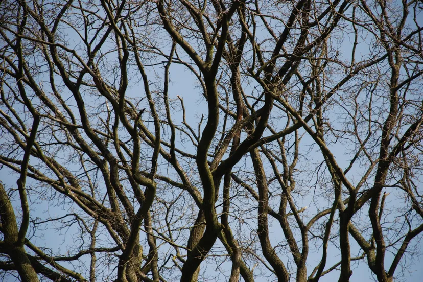 dsc 4975