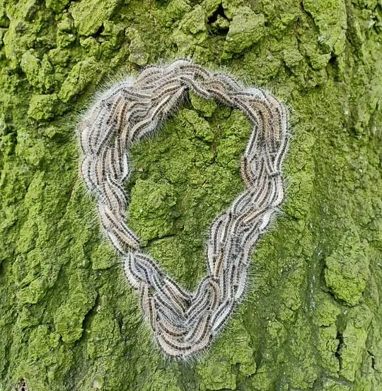 eikenprocessierups 4260017 960 720