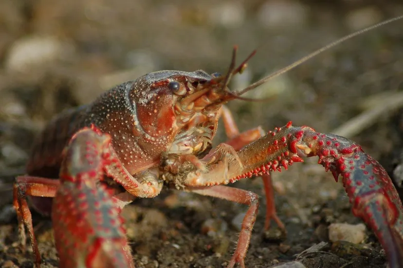 freshwater crayfish 4494383 1280