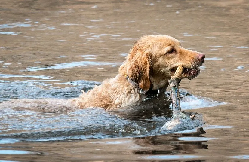 golden retriever 2203212 960 720