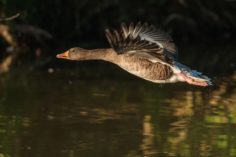 goose g113fde541 1280