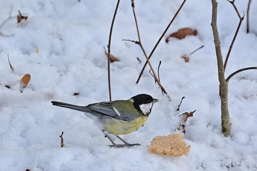 great tit 5957520 1280