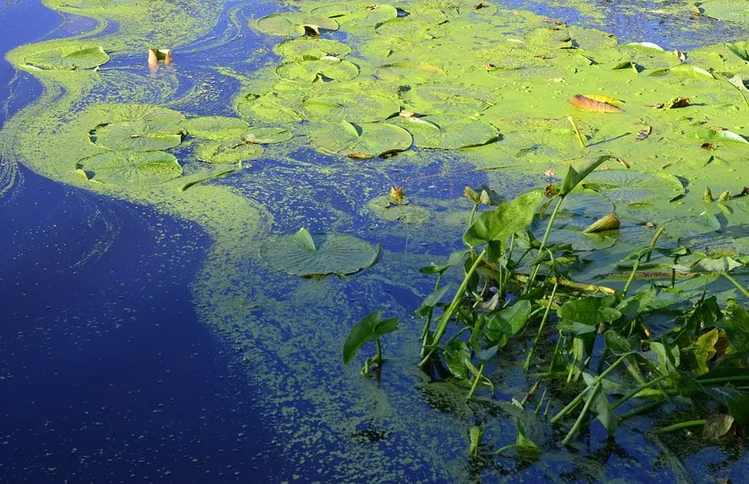 green 734010 960 720