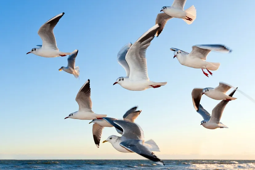 gulls 370012 960 720